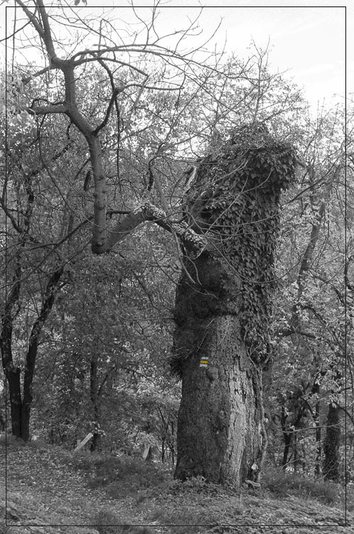 <br>Starý strom pod Malenovickým hradem