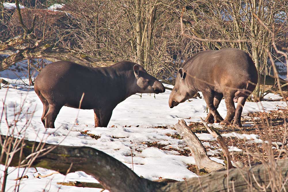 Povinná procházka tapírů