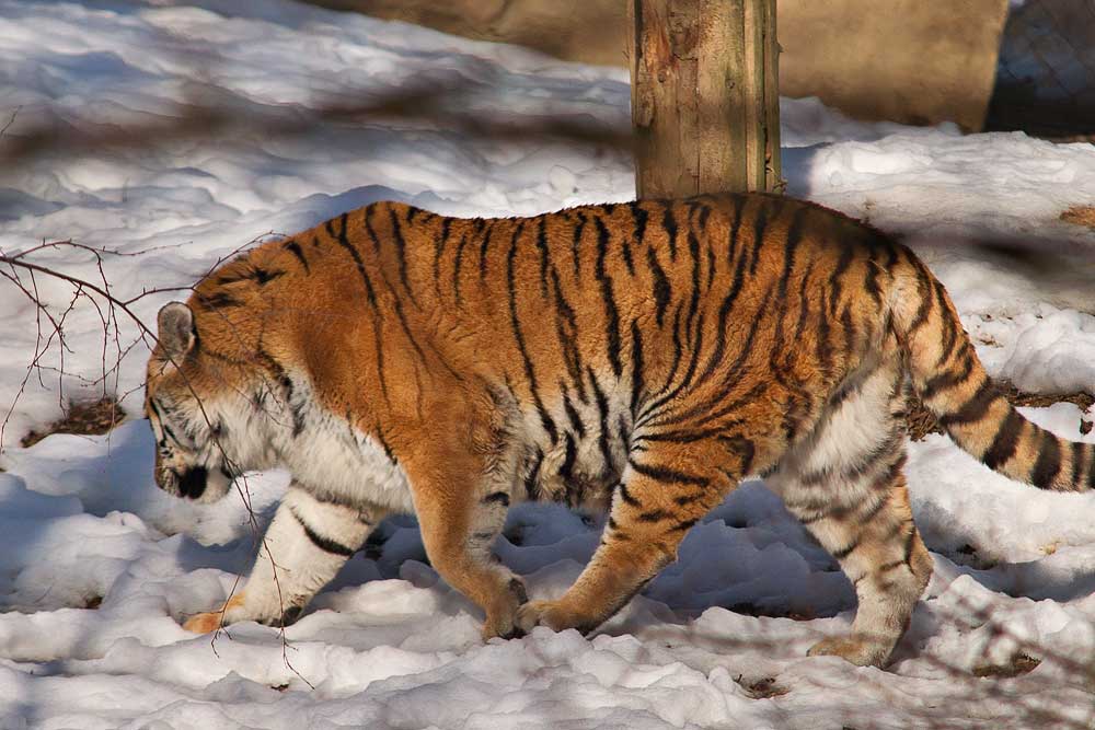 Tygří sněžnou stopou