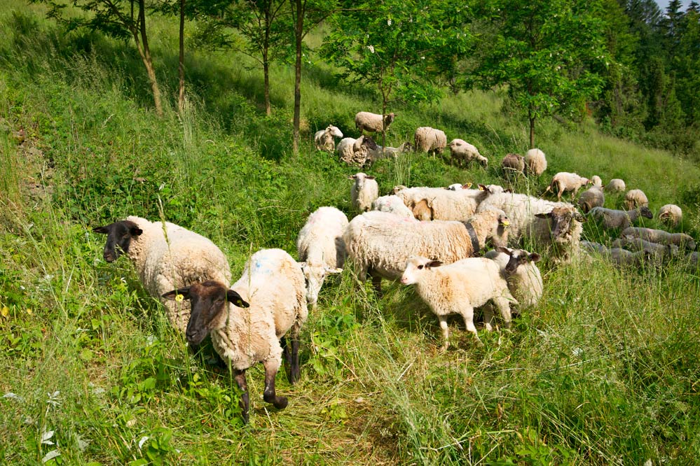 Jalovce a ovce. Dnes už chráněné symboly Valašska 