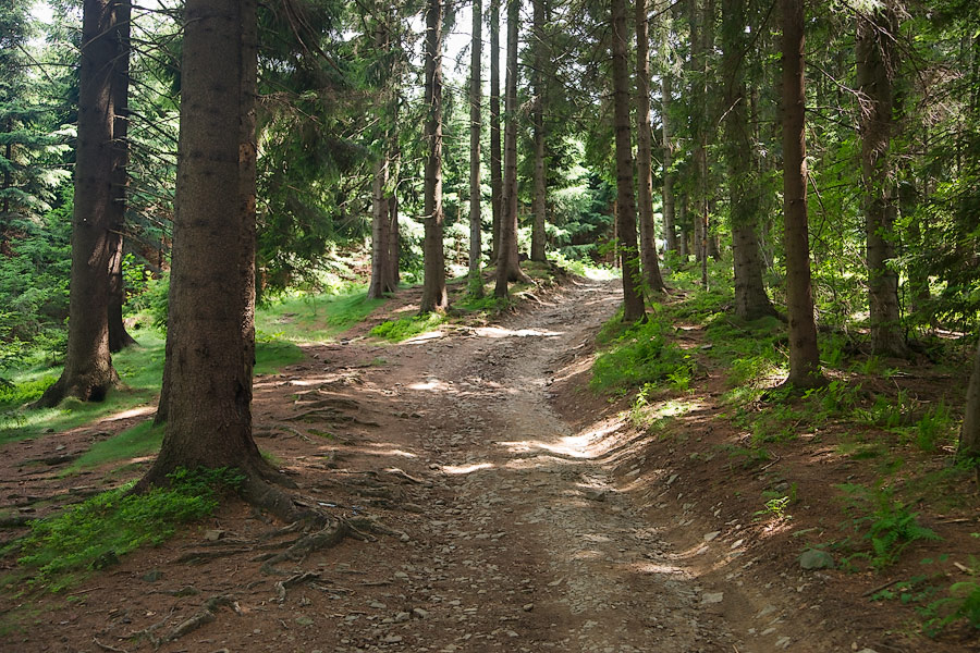Lesní cesta.  