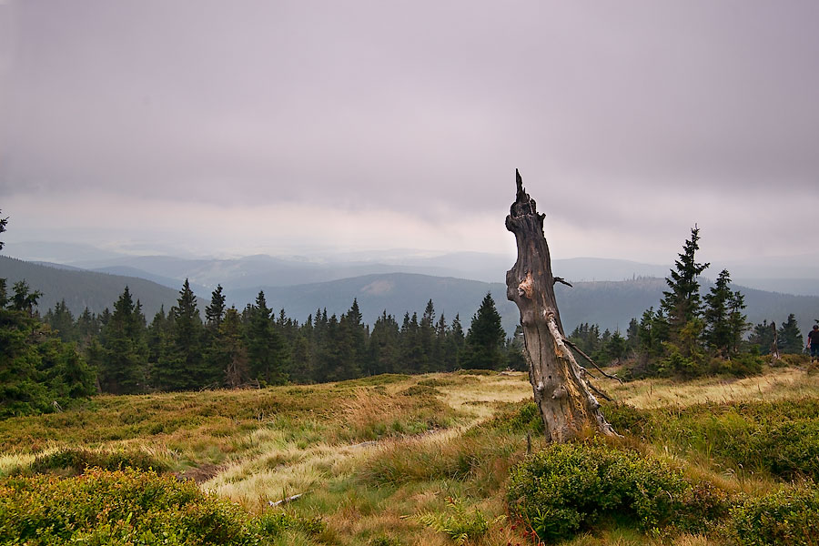 Starý kmen.  Monumenty hřebenů hor a umělecká díla přírody podtržená podzimní barevností borůvčí, trav  a olovnaté oblohy.