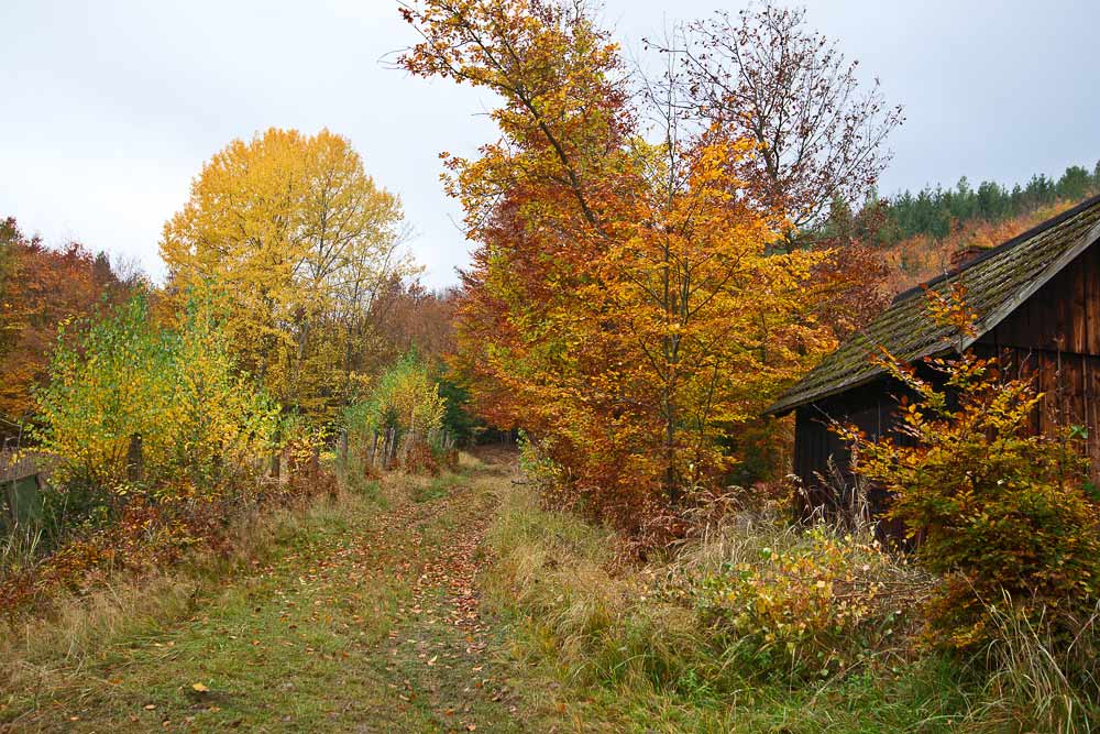  Horké barvy podzimního lesa