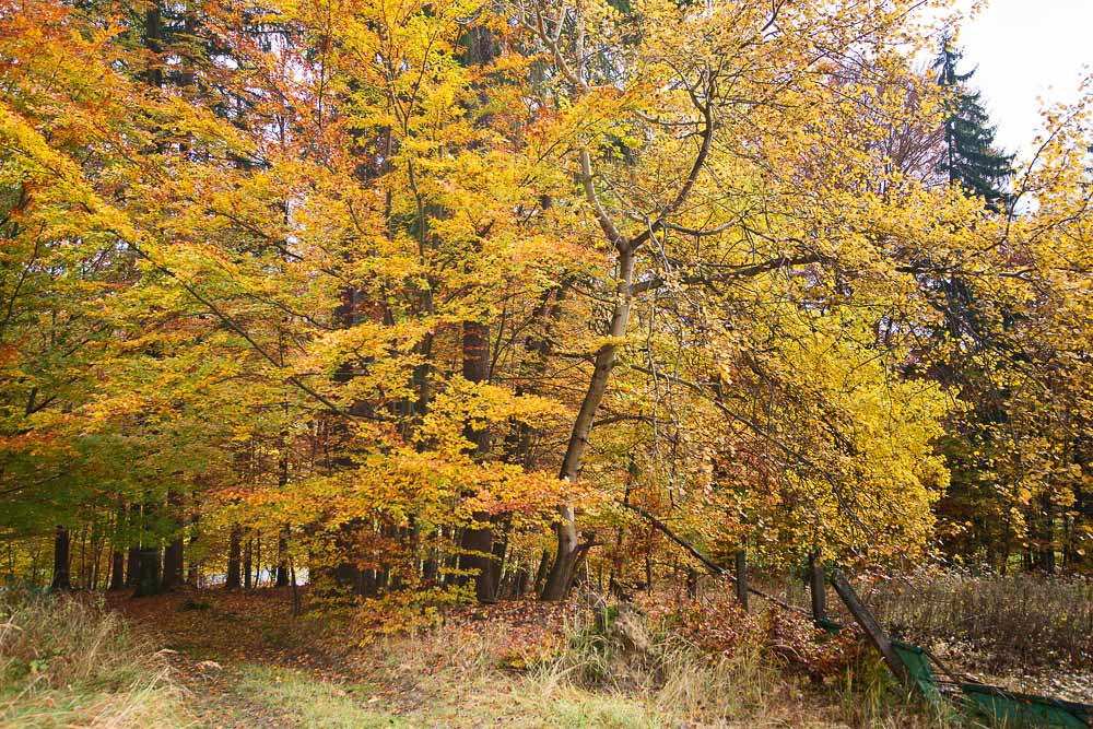  Horké barvy podzimního lesa II
