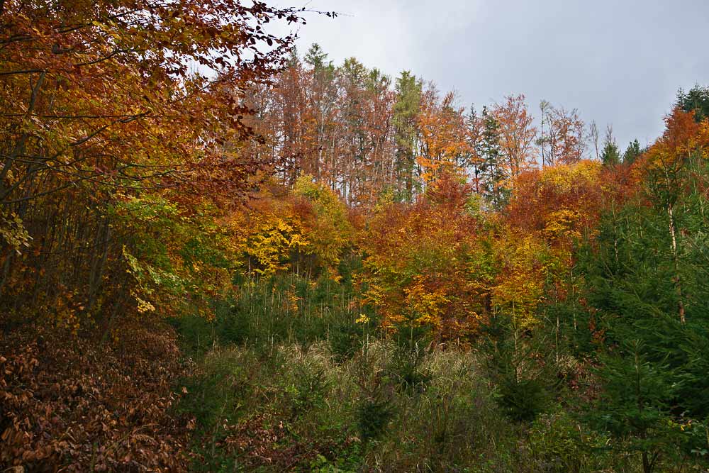  Horké barvy podzimního lesa IV