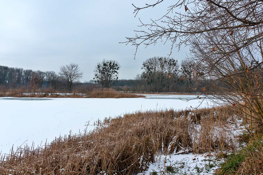 Zimní záhlinické rybníky -  Když odejdou labutě