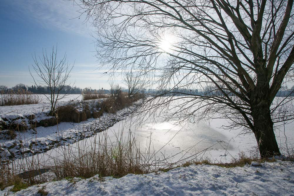Zimní záhlinické rybníky -Slunce ve větvích
