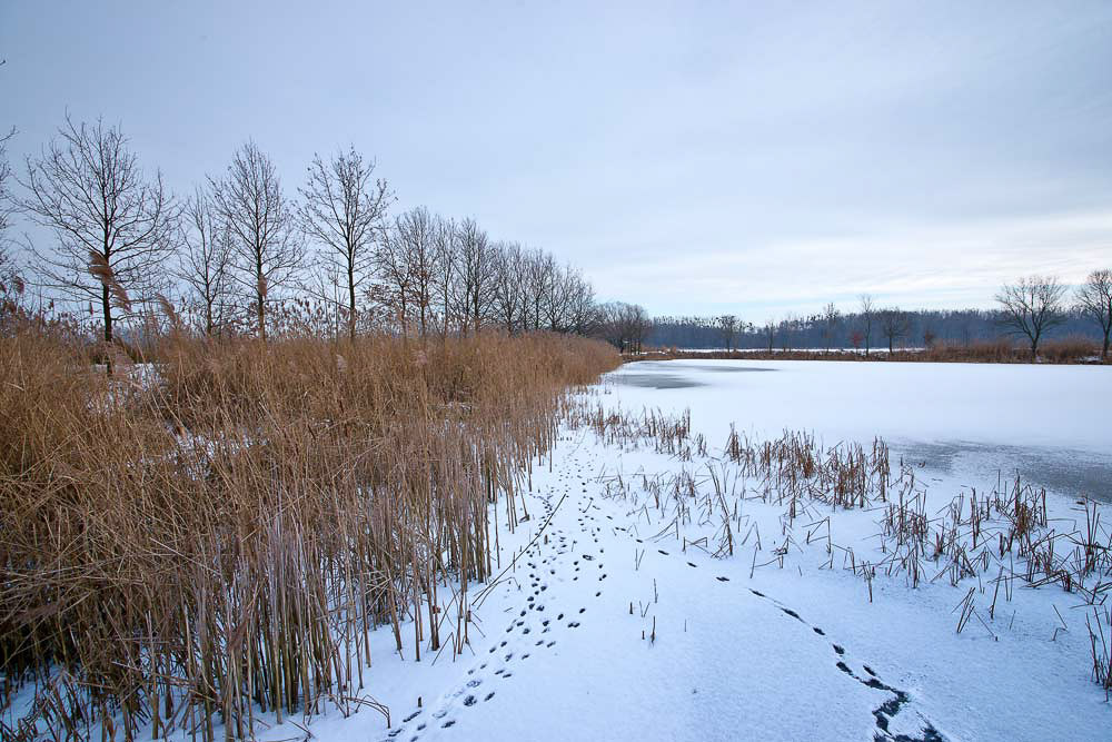 Zimní záhlinické rybníky - stopy ve sněhu