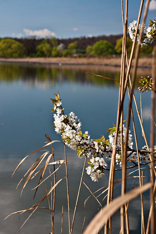 Jaro na Mutěnických rybnících