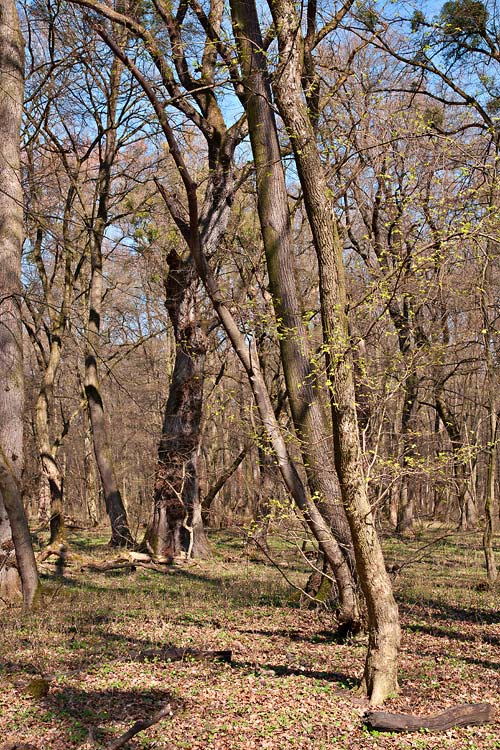 Lužní lesy na Pohansku čekají na jarní vodu