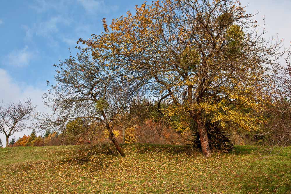  Jabloně na Vlčkové