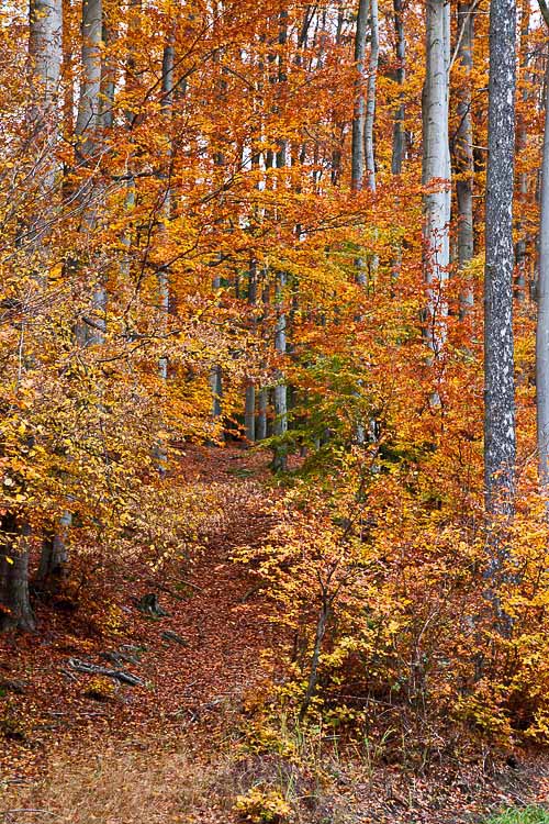  Bukový podzim