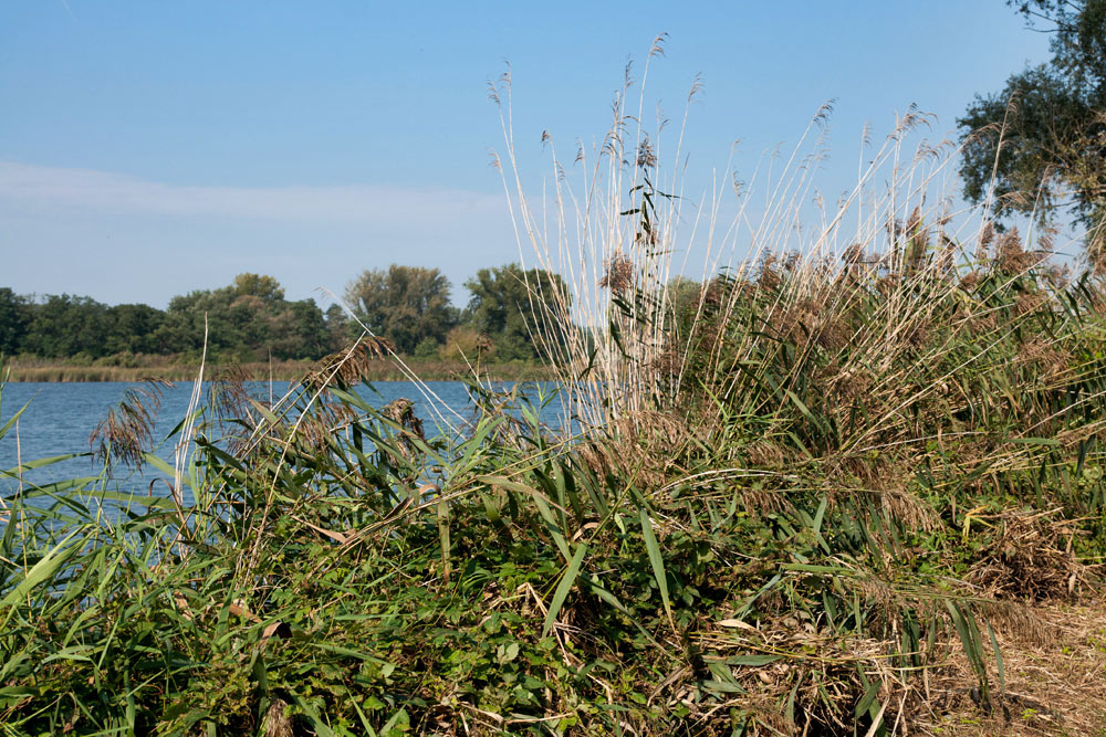 Mutěnické rybníky - rákosový páv