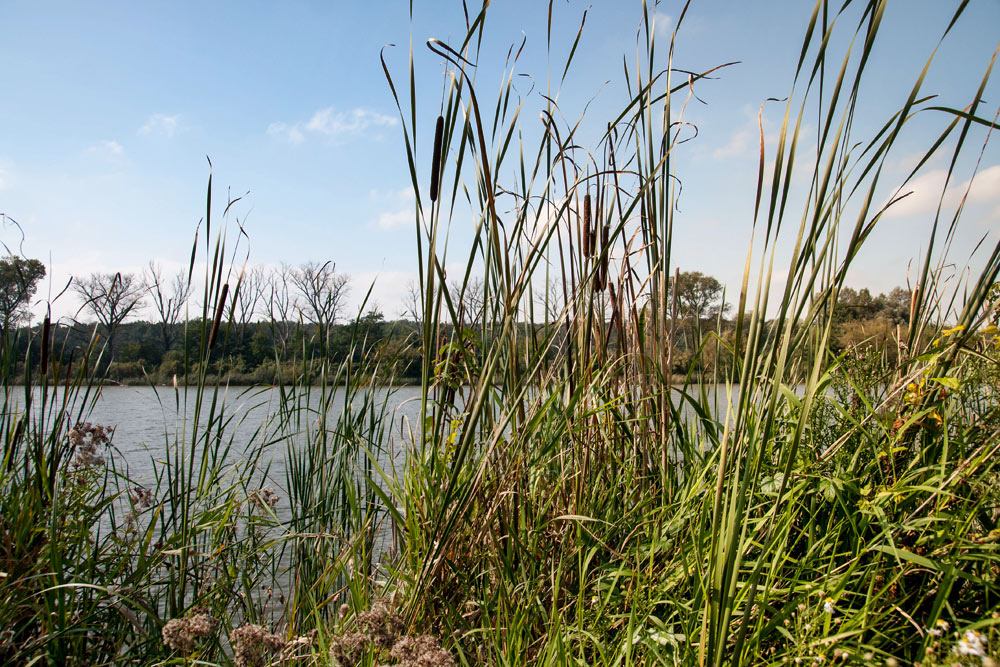 Mutěnické rybníky - osiřelý orobinec